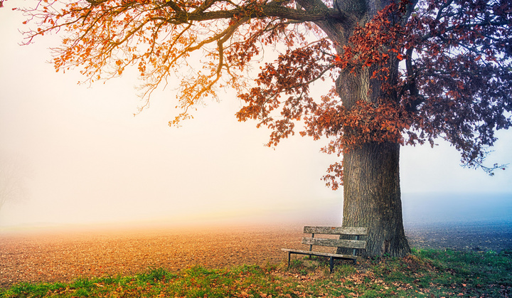 Wiese im Nebel, rechts steht ein Baum mit Herbstlaub. Eine Bank steht vor dem Baum.