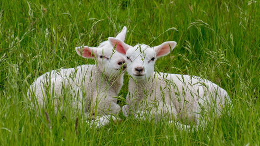 Zwei Lämmer liegen Kopf an Kopf zusammen auf einer grünen Wiese.