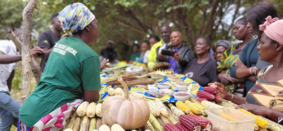 Zu sehen sind Bäuerinnen und Bauern in Sambia, die von von CTDT dabei unterstützt werden, lokale Pflanzensorten zu bewahren, die besser an Dürreperioden und den Klimawandel angepasst sind.