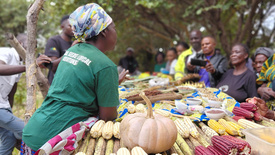 Zu sehen sind Bäuerinnen und Bauern in Sambia, die von von CTDT dabei unterstützt werden, lokale Pflanzensorten zu bewahren, die besser an Dürreperioden und den Klimawandel angepasst sind.