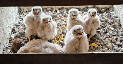 Hoch über dem Oldenburger Lambertimarkt warten sechs junge Turmfalken mit hungrig aufgesperrten Schnäbeln auf die nächste Fütterung.