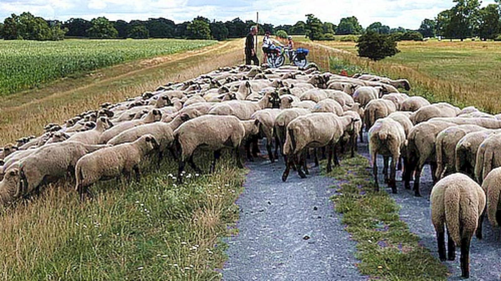 Schafherde auf einem Elbdeich. Foto: periFair