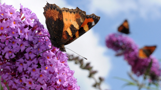 Schmetterlinge sitzen an Fliederblüten.