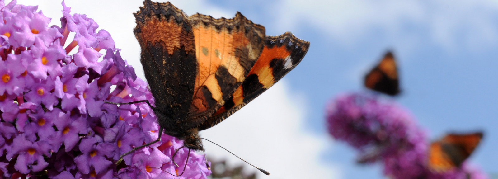 Schmetterlinge sitzen an Fliederblüten.