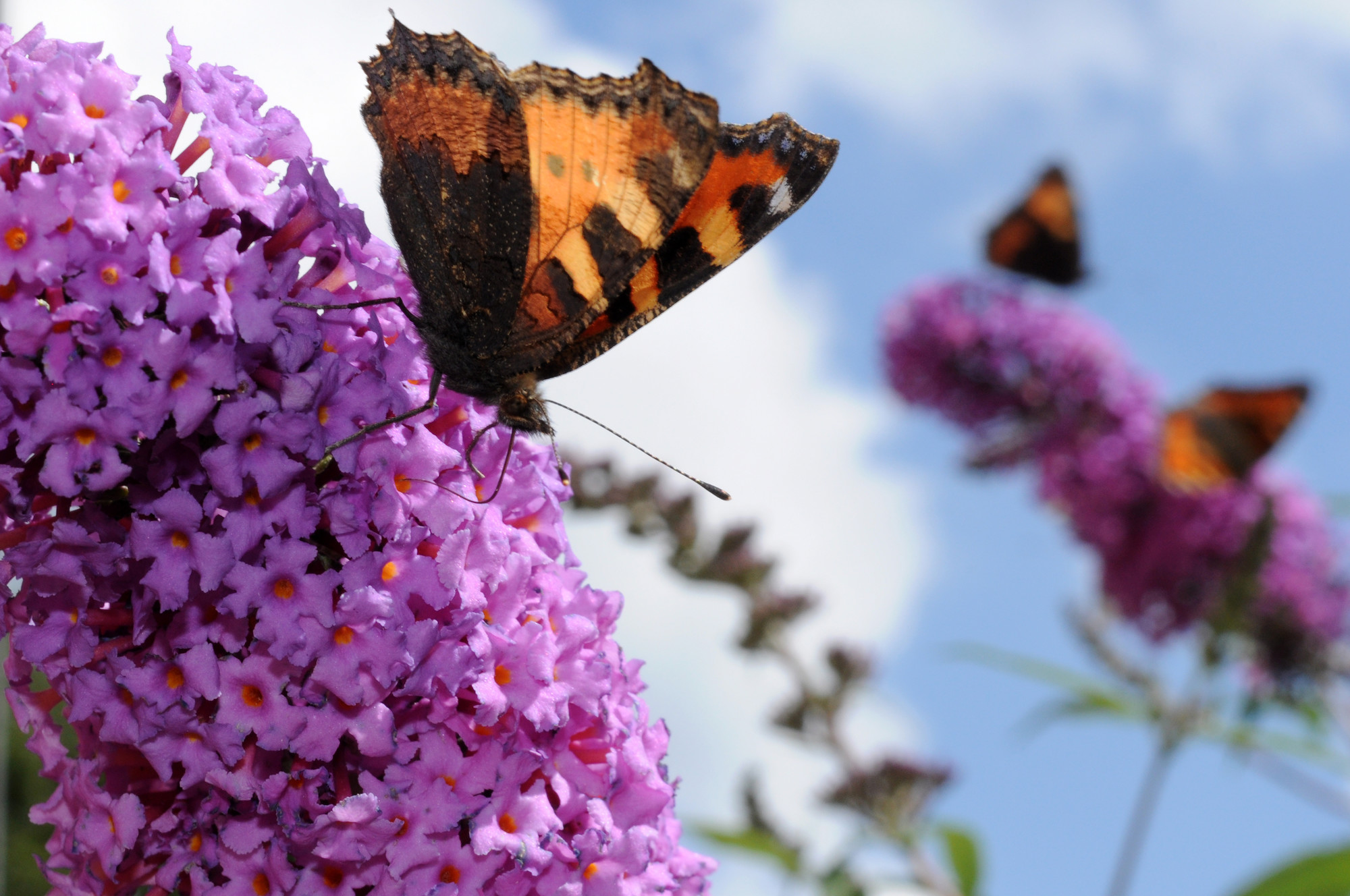 Schmetterlinge sitzen an Fliederblüten.